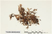 藏品(砂苔屬)的圖片